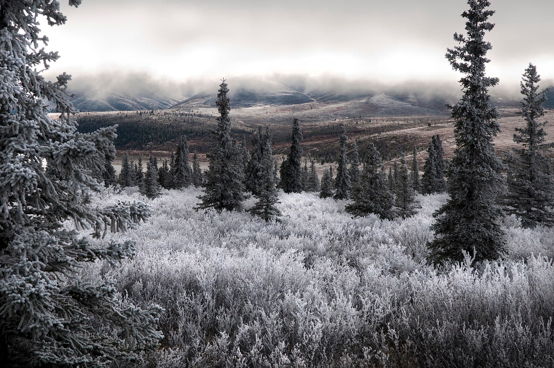 Frost on spruce in the Alaska Range