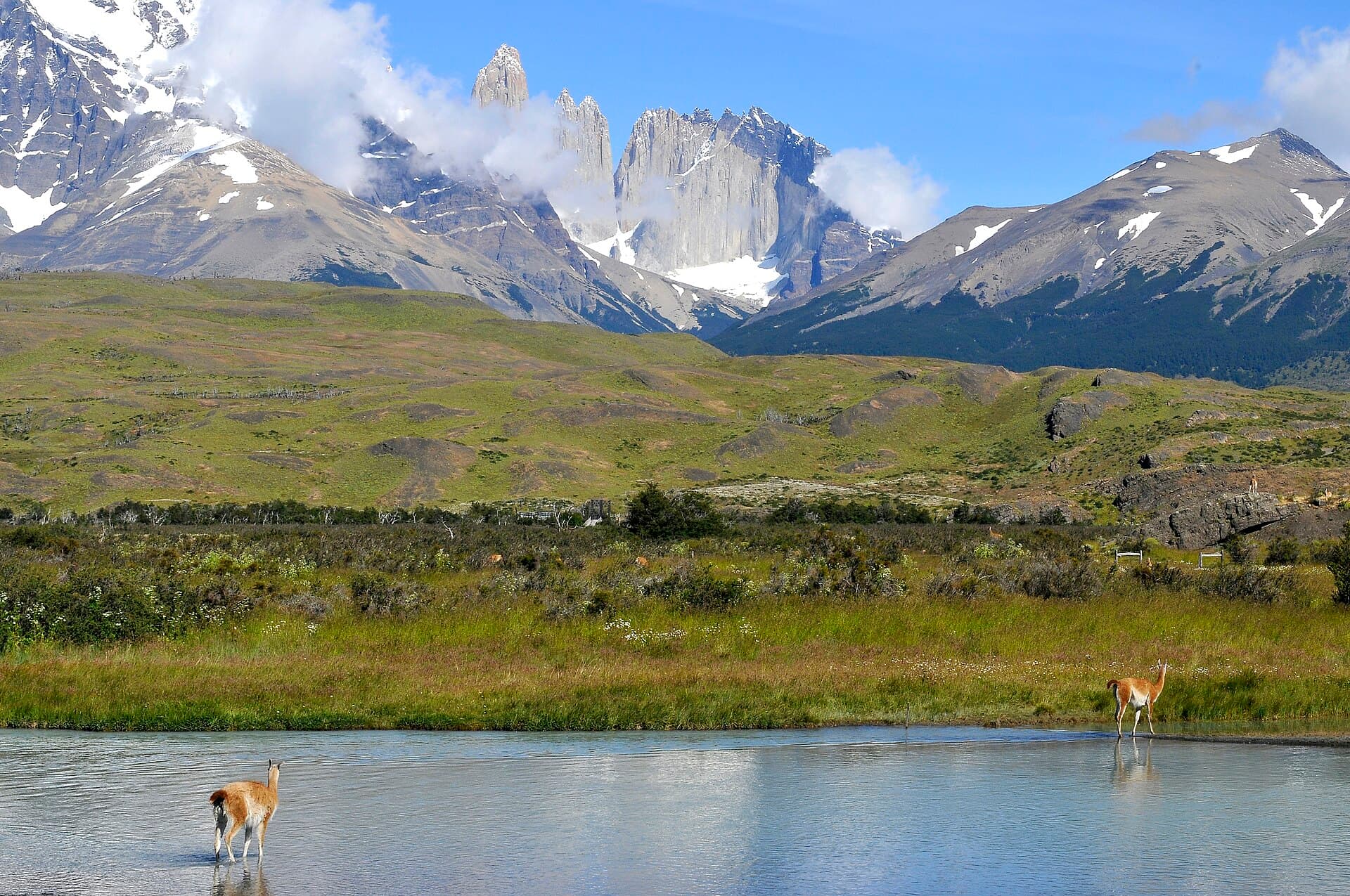 Guanacos below the Paine massif
