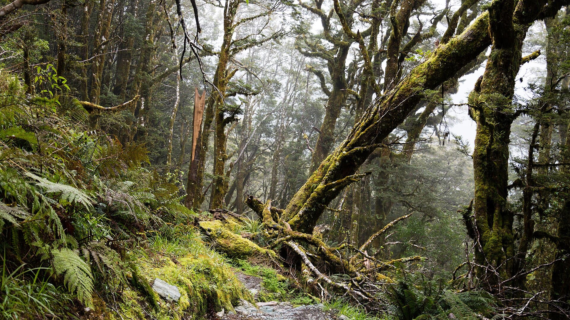 Rainforest on the Routeburn Track