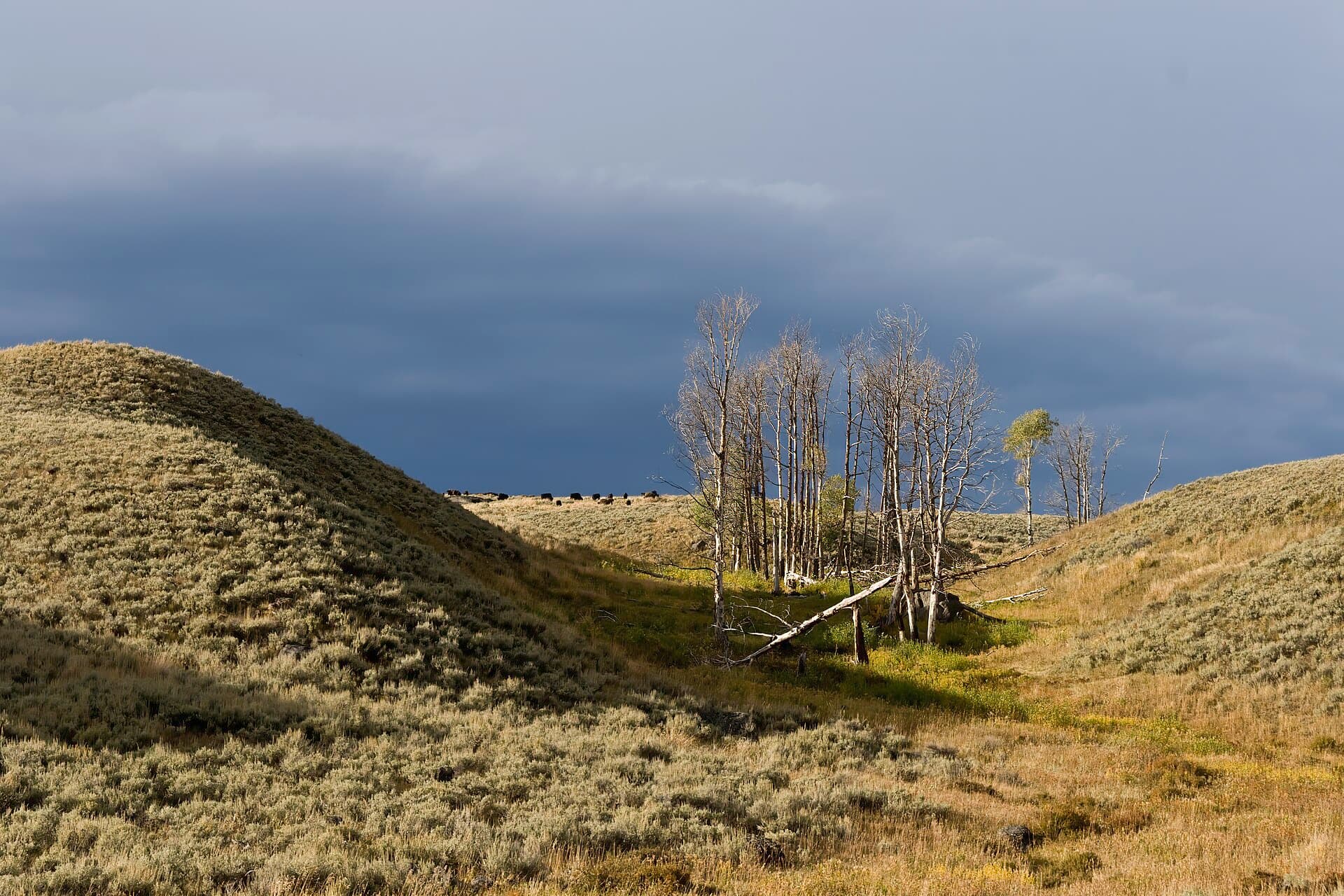 Bison in Lamar Valley, Yellowstone National Park