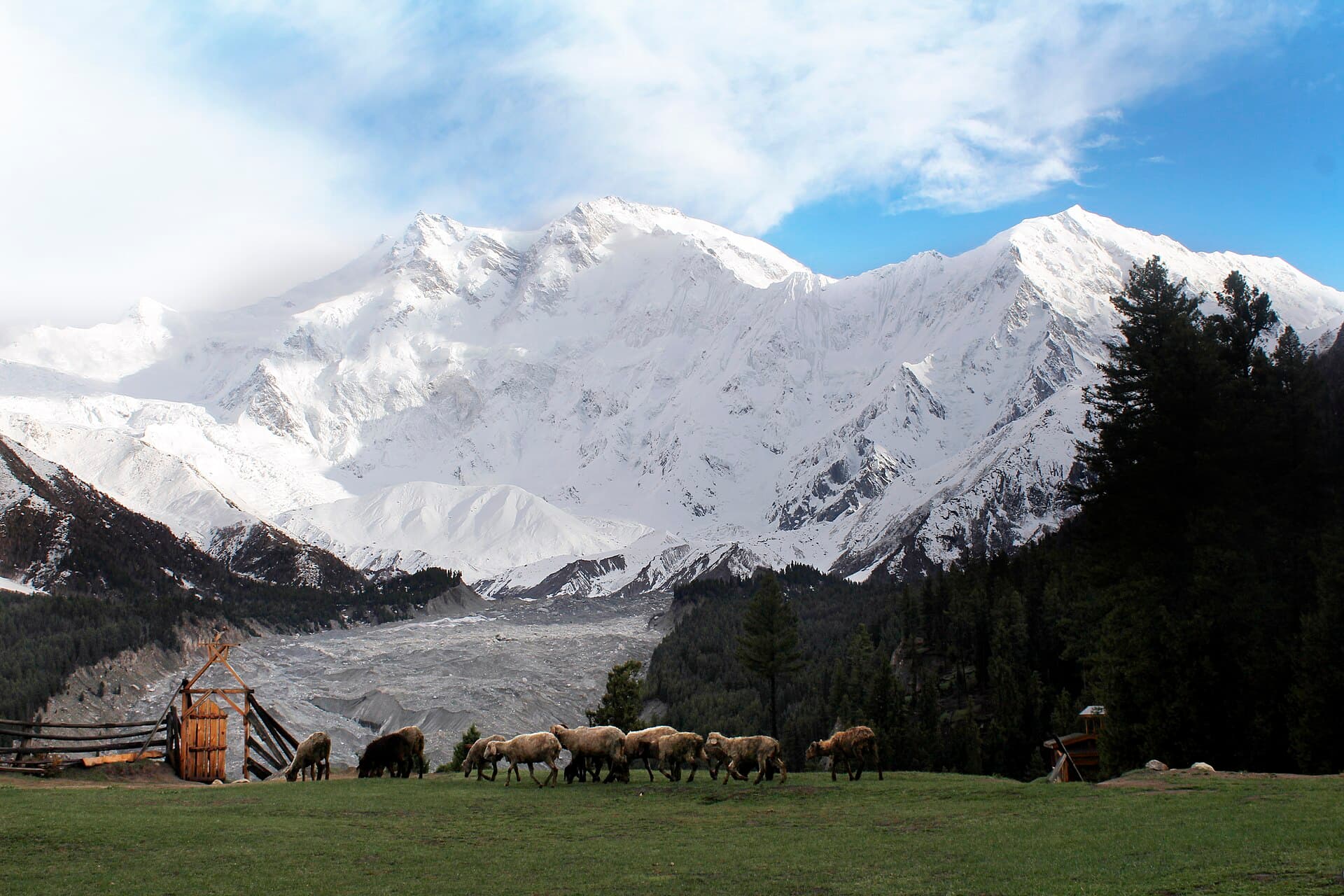 Nanga Parbat above the pines at Fairy Meadows